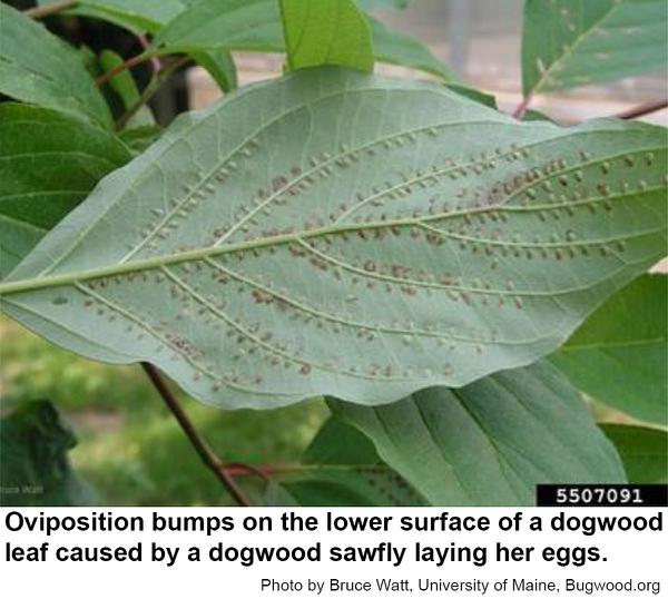 Dogwood sawflies lay their eggs in rows next to leaf veins.